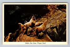 Coast OR-Oregon, Stellar Sea Lions, Antique, Vintage Postcard picture