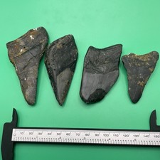 MEGALODON TOOTH LOT REAL PARTIAL MEGALODON FOSSILS NORTH CAROLINA MEG LEDGE picture