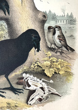 Chromolithograph Antique Print 1881 RAVEN Halloween Art Decor Studer Plate LXVII picture