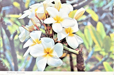 Plumeria Blossoms Hawaii Flowers Posted 1978 Honolulu Chrome Postcard Floral PC picture