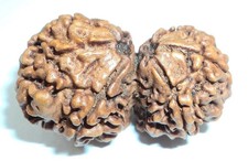 Natural Gauri Shankar Rudraksha Nepal origin Lab Certified Best Quality BLESSED picture