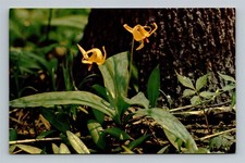 Yellow Adder's Tongue Trout Lily Flower Kalamazoo Nature Center MI Vtg Postcard picture