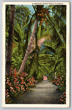 Postcard FL Florida A Tropical Shady Walk WB A18 picture