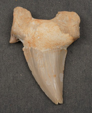Large OTODUS Shark Tooth 2.13