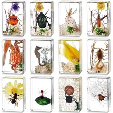 12 Unique Insect Specimens in Resin: Educational Bug Collection Kit for Kids picture