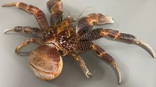 Rare Extra Large Size Birgus Latro Coconut crab taxidermy picture