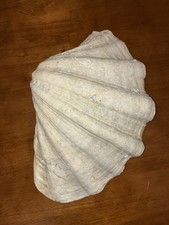 Large Tridacna 14” Natural Shell Centerpiece Bowl Coastal Decor Seafood Salad picture
