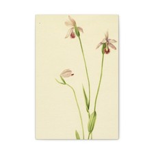 Mary Vaux Walcott - Rose Pogonia (Pogonia ophioglossoides) - Canvas Wall Art picture