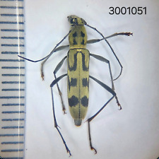 Cerambycidae sp. #1051 A1 NORTH THAILAND picture