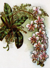 1909 L R Conwell New York Floral Art Embossed USA 1063 Goldtone Postcard picture