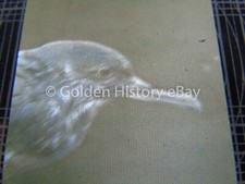 ANTIQUE ANIMAL REAL PHOTOGRAPH SLIDE GLASS MANX SHEARWATER 1938  picture