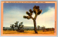 c1940s Joshua Trees California Desert Sentinels Los Angeles Linen picture