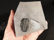 Nice 509 Million YEAR Old Elrathia Trilobite Fossil Cambrian Utah 709gr *A picture