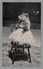 Spencer IN Indiana McCormick's Creek groundhog day Humanized Postcard H41 picture