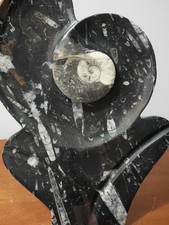 Fossil Sculpture Ammonite & Orthoceras Free Standing Beautiful Statement Piece picture