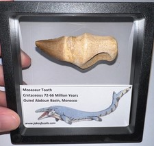 FRAMED LARGE MOSASAUR Fossil Tooth Lot Dinosaur Era Marine Reptile One per Order picture
