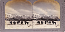 Stereoview Cards - Uncommon - Estate Liquidation Buffalo Roaming Canada, Snow picture