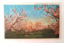 VTG 1931 ROCKINGHAM NC Postcard PEACH ORCHARD IN SPRING BLOOM Mint picture