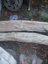large petrified wood log picture
