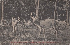 Deer Cahoonzie Park Inn Sparrowbush Bauers Port Jervis New York NY Postcard picture