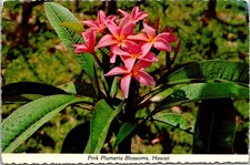 Plumeria Blossoms Pink Hawaii HI c1975 RPPC Real Photo Color Postcard picture