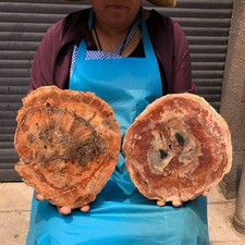 7.76LB 2pcs Natural Petrified Wood Crystal Fossil Slice Shape Specimen Healing picture