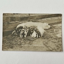 Antique RPPC Real Photograph Postcard Adorable Pig Piglet Drinking Washington NH picture