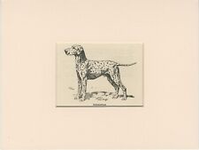 DALMATIAN OLD ANTIQUE 1912 DOG ART PRINT by ARTHUR WARDLE READY MOUNTED picture