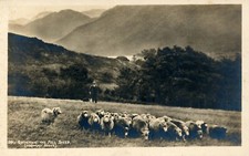 Vintage RPPC: SHEPHERD & BORDER COLLIE HERDING SHEEP; postally unused picture