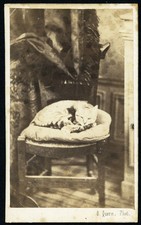 sweet cat ID  MINETTE, animal, by O. Querm,  antique CDV, 1860's picture