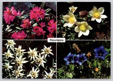 Switzerland Alpine Flowers Flora Alpina Postcard picture