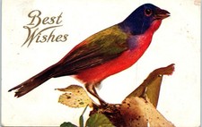 Vintage Postcard 1910 Best Wishes Bird Red Blue Songbird Branch Scene picture