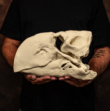 Gastornis Skull Replica Terror Bird Diatryma 16 Inch Prehistoric Bird Fossil picture