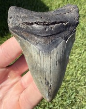 Natural 3.42” Megalodon Shark Tooth Fossil Real Shark Teeth No Restoration picture