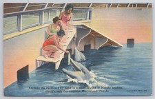 1939 Marineland FL Porpoise Feeding Oceanarium Postcard Tichnor Linen picture