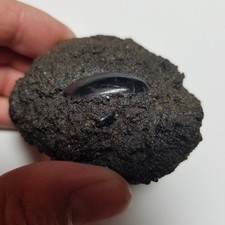 Rancho La Brea Tar Pit Fossil Beetle Pleistocene Saber Cat Mammoth Formation picture