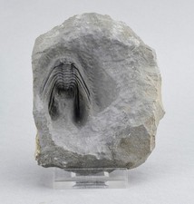 Uncommon trilobite Leonaspis sp. picture