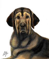 ✤ ORIGINAL Oil Dog Portrait Painting SPANISH MASTIFF Artist Signed Artwork 8x10 picture