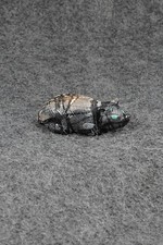 Badger Zuni Fetish Carving - Randy Lucio picture