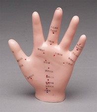 Hand Acupuncture Anatomical Model NEW picture