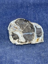 Blue Forest Petrified Wood Stand Up Display Piece ( Wyoming) picture