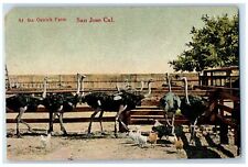1907 At The Ostrich Farm Scene San Jose California CA Posted Vintage Postcard picture