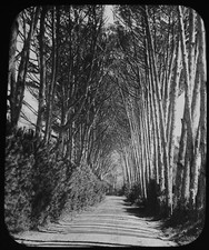 AVENUE OF FIRS RONDEBOSCH SOUTH AFRICA C1896 Magic Lantern Slide GWW PHOTOGRAPH picture