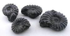 ONE 1 1/4 Inch To 1 3/4 INCH AMMONITE FOSSIL FROM Peru BXSTCK picture