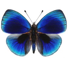 Asterope leprieuri RECTO blue black butterfly Peru unmounted wings closed picture