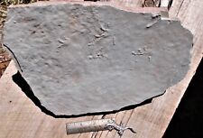 Rare underwater footprints of Dromopus agilis, El Pueblo early Permian. picture