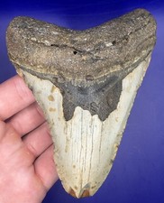 4.53” NC Ledge Megalodon Shark Tooth Fossil Real Shark Teeth picture