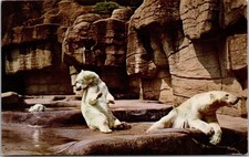 Overton Park Zoo Memphis Polar Bears Postcard Unposted Vintage Curteich 3-D picture