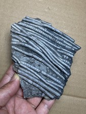 268g beautiful Natural crinoid collection Landscape stone picture