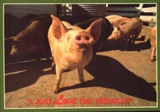 Vintage Postcard 